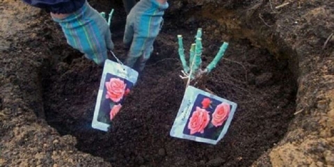 Kada presaditi ruže s jednog mjesta na drugo